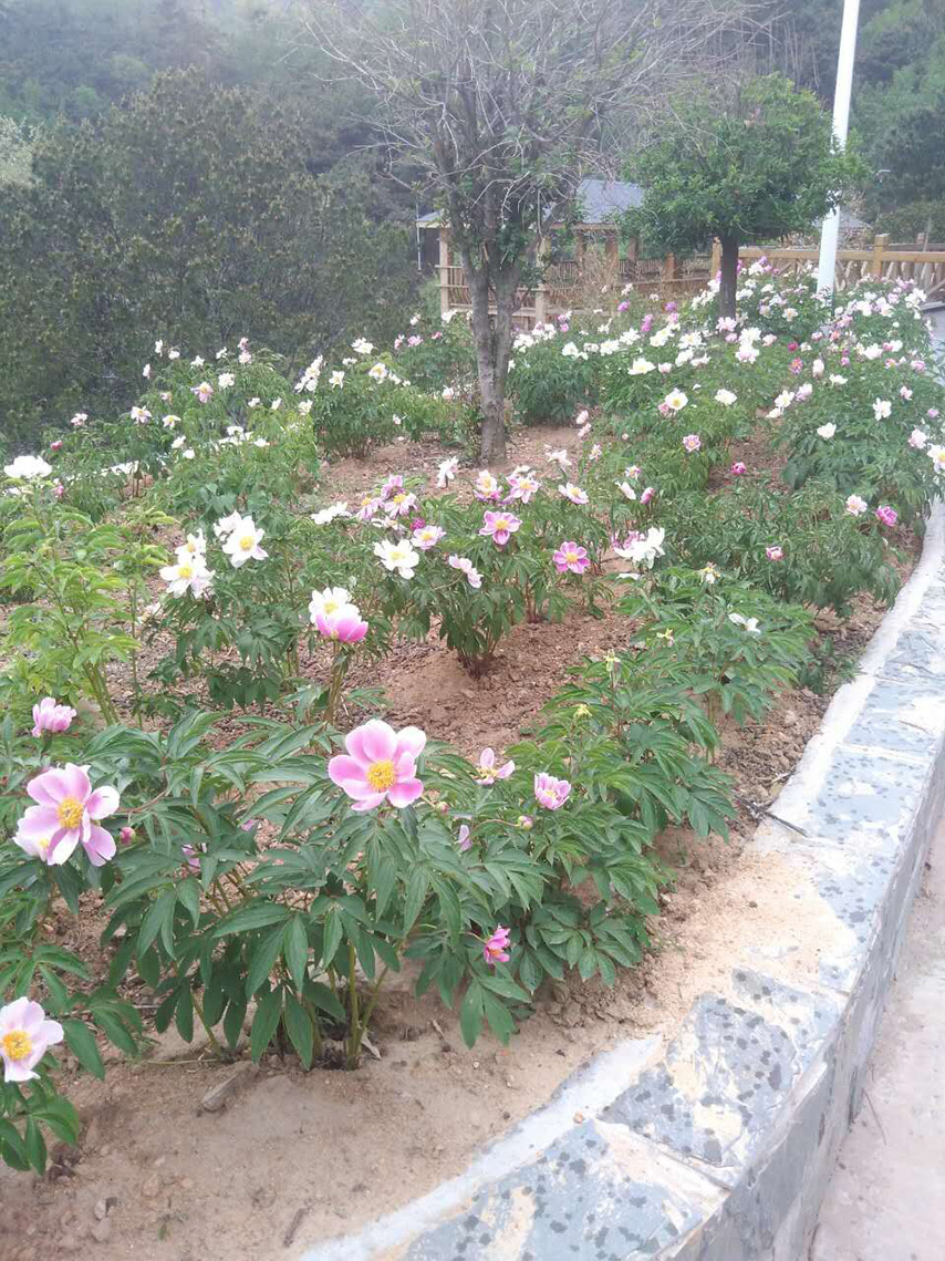 常务副会长王旭峰一行考察会员单位