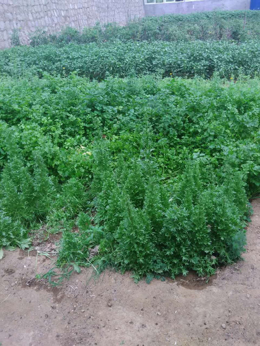 常务副会长王旭峰一行考察会员单位