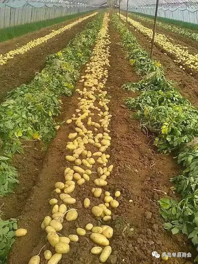 单县县委常委、常委副县长张晖一行来青岛单县商会进行调研